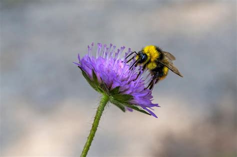 20 000 Free Bumble Bee And Bee Images Pixabay