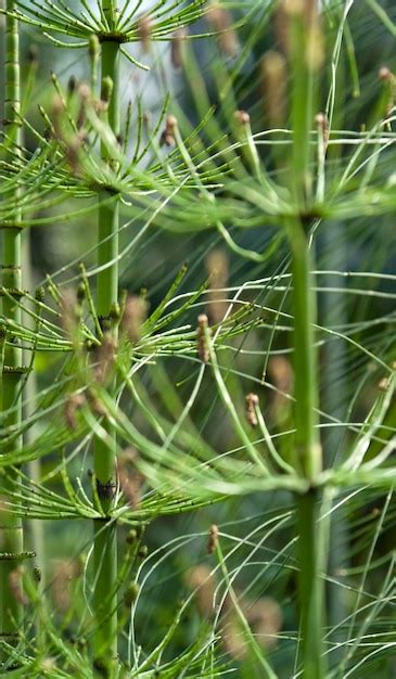 premium photo equisetum