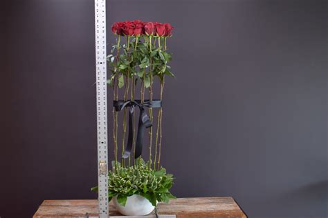 Rose Hedge Iandf Design