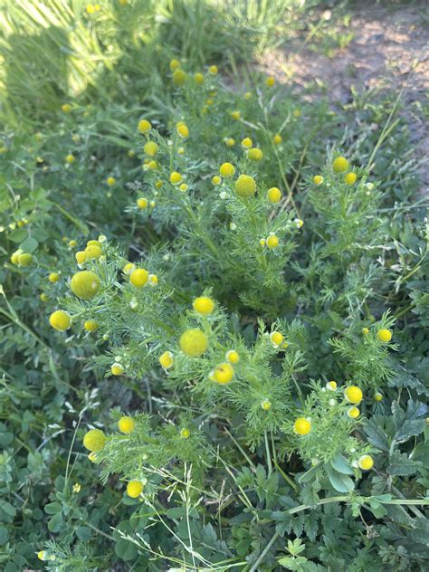 Does this look like globe chamomile? : r/foraging