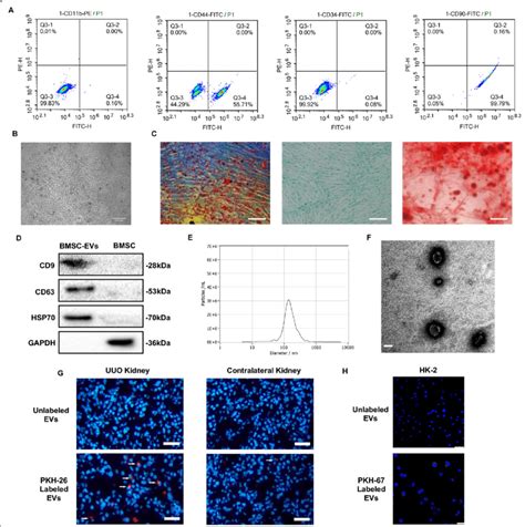 Characterization Of Bmscs And Bmsc Derived Extracellular Vesicles A Download Scientific