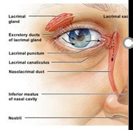 Ophthalmic Drug Delivery Flashcards Quizlet