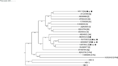 Phylogenetic Tree Of Hepeviridae Based On Complete Genomes Including