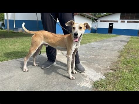 Mulher que arremessou cachorro de ponte em Joinville é denunciada por