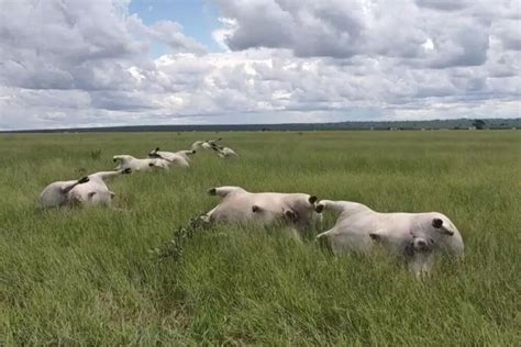 Em Dia De Temporal Raio Atinge E Mata 16 Vacas Em Fazenda Diário X