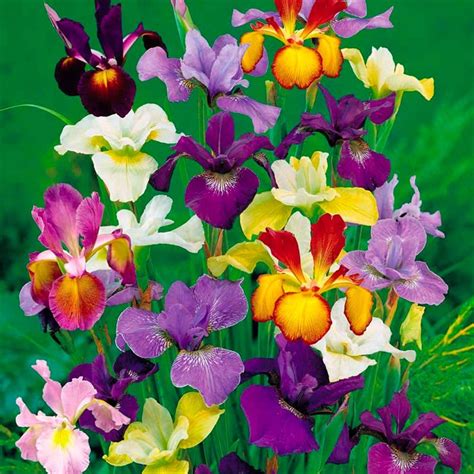 Ирис Голландский Микс (8) Корневища ирисов 171руб.