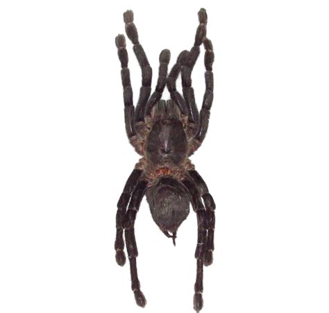 Real Haplopelma Minax Tarantula Specimens For Sale Bicbugs