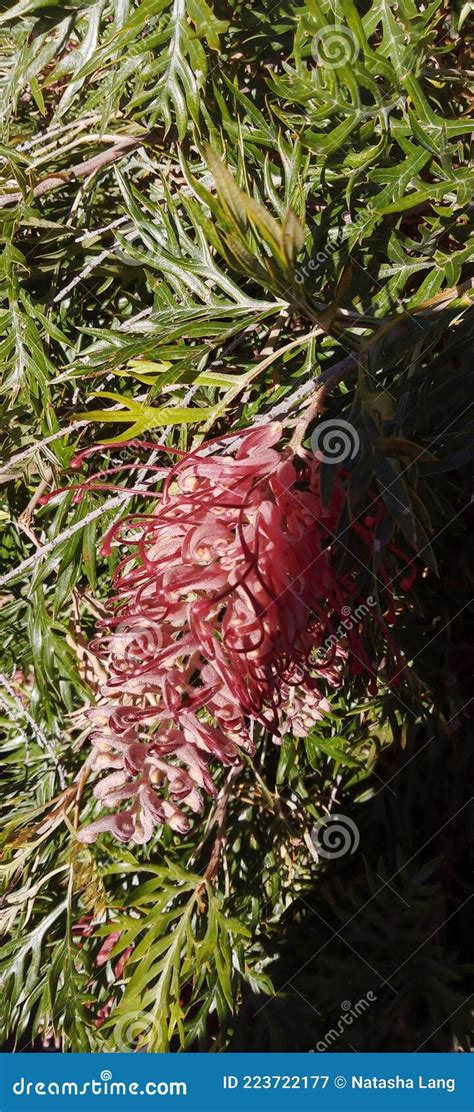 Flora Y Fauna Hermosas Plantas De Arbusto Australiano Conocidas Como