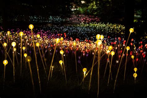 Светящиеся растения - фото и картинки: 60 штук