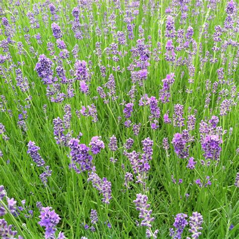 buy real lavender plants  kate read blog
