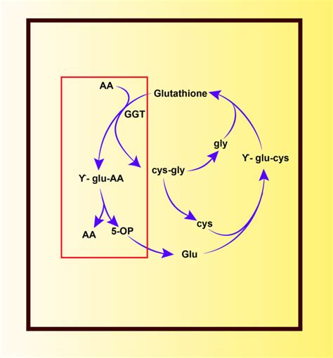 The Glutathione Cycle Glutathione Metabolism Beyond The Glutamyl