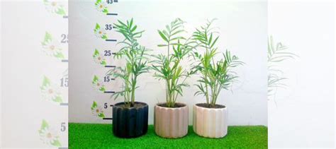 Домашняя Пальма купить в Челябинске | Товары для дома и дачи | Авито