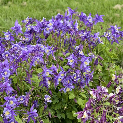 Columbine Earlybird™ Purple Blue