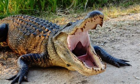 american alligator   animals
