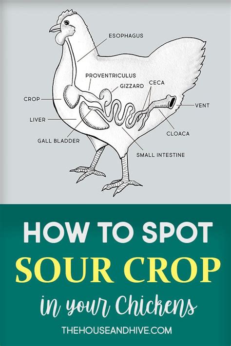 How To Identify Sour Crop In Chickens Chickens Backyard Backyard