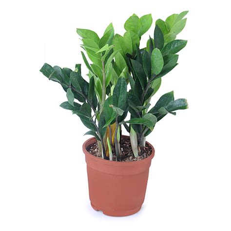 Zamiya plant – PLANTS CARE AND NURSERY