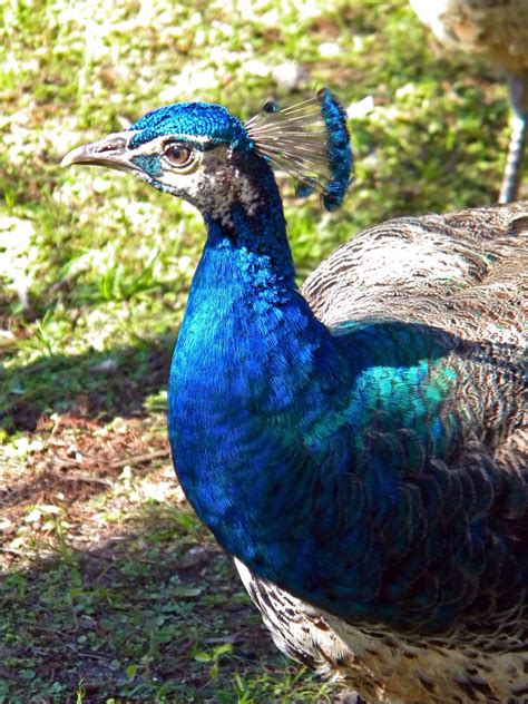 A Peacock In Central Florida Central Florida Wildlife Habitat