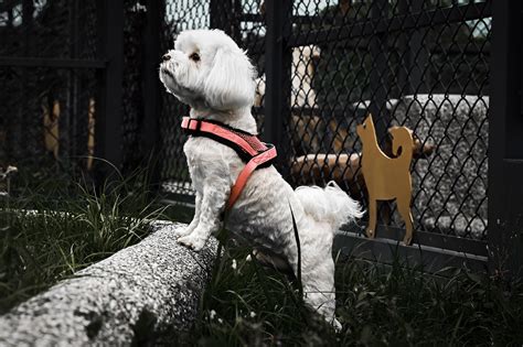 50,000+ Free Maltese Dogs & Maltese Images - Pixabay