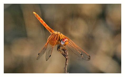 Dragonflies And Damselflies Flickr