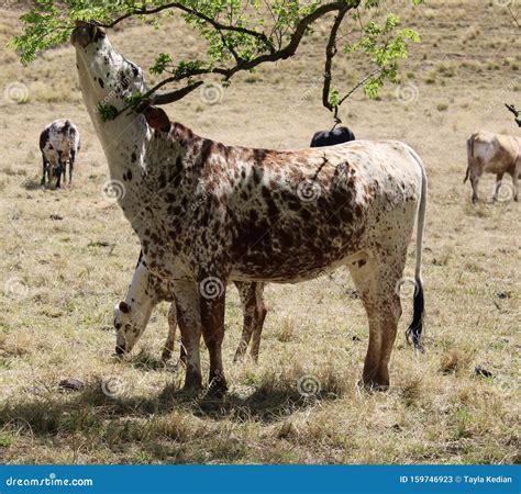 Nguni Cows Stock Image Image Of Nguni Cows Calf Mother 159746923