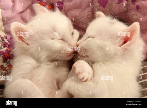 Two Kittens Kissing Hi Res Stock Photography And Images Alamy