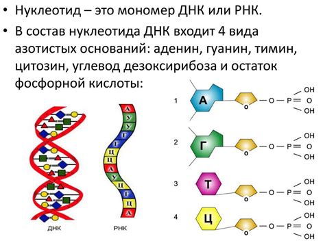 Нуклеиновые кислоты - презентация онлайн