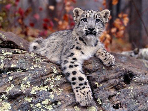 Snow Leopard Wallpapers Wallpaper Cave