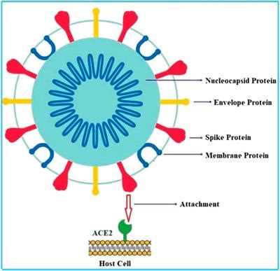 Frontiers Drug Repurposing Strategy DRS Emerging Approach To