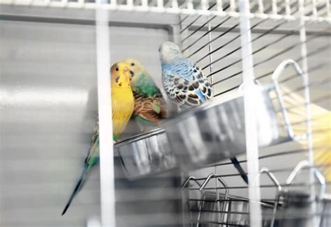 Premium Photo | Beautiful colorful parakeets in cage close up view