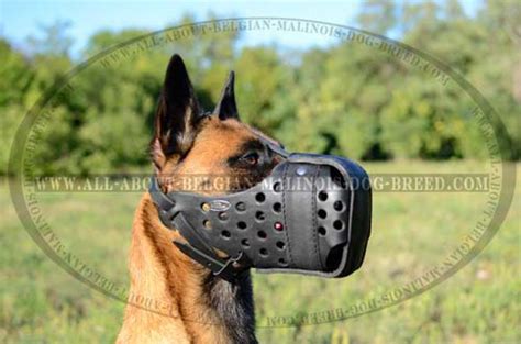 leather dog muzzle dondi style  belgian malinois belgian malinois breed dog harness