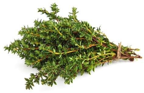 Thyme Fresh And Dried Thyme Essential Oil And Health Benefits