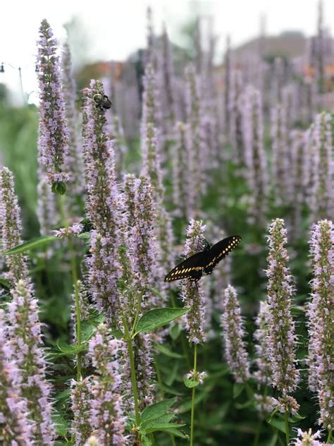 All The Buzz Mfbf Celebrates Pollinator Week 2024 Mississippi Farm