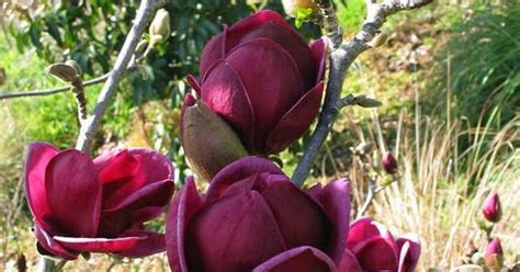 World Blog Rare Genie Genie Dark Red Yulan Magnolia Tree Flower