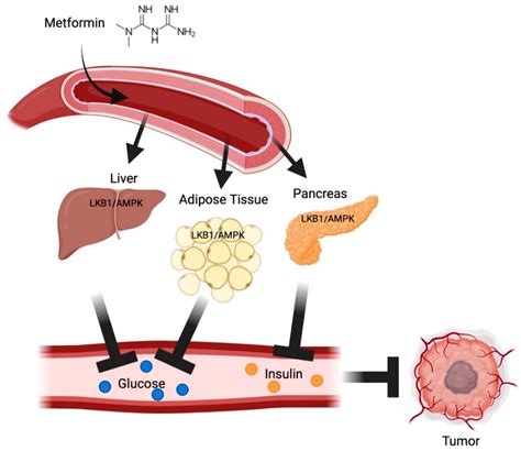 Metformin and Cancer, an Ambiguanidous Relationship