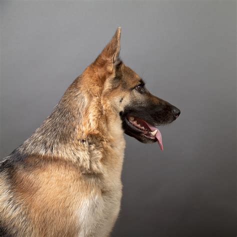 A Long Flat Nose Dog