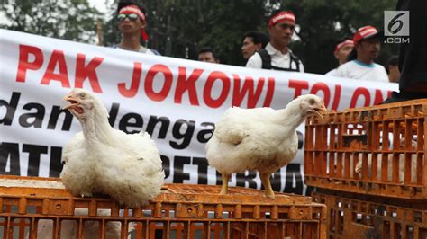 Usai Demo Harga Ayam Di Tingkat Peternak Berangsur Naik Bisnis