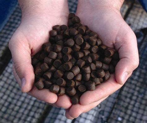 VERONESI Корм для осетра и форели 6мм размер гранул. оптом корм