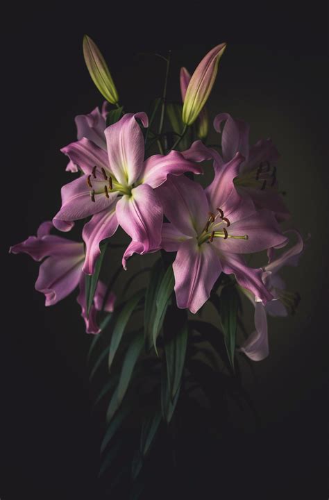 winter bloom flower 5