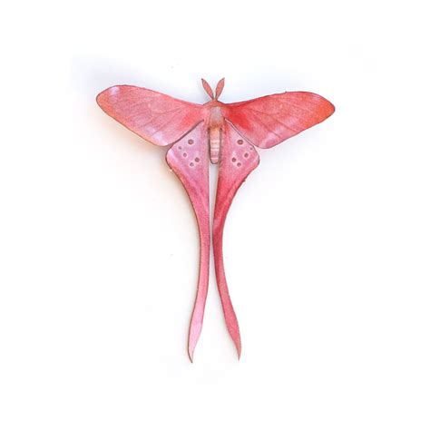 Pink Moth on White Background