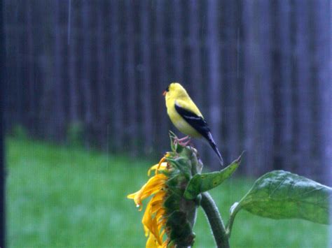 do goldfinches change color in winter – EARTHeim Landscape Design