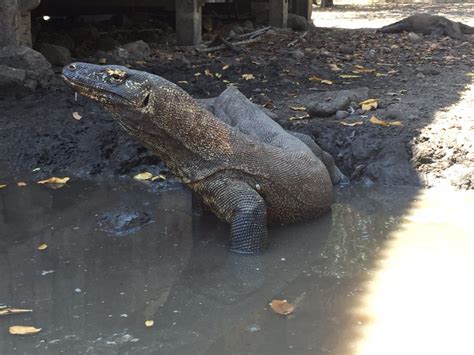 IL PARCO NAZIONALE DI KOMODO, REGNO DEI DRAGHI E PATRIMONIO UNESCO