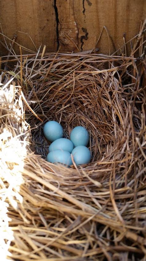 Bluebird eggs stock photo. Image of nest, hatch, bluebird - 121735702