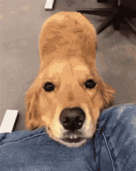 Cute Dog Doggy  Cute Dog Doggy Puppies Discover And Share S