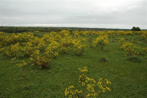 Quando Mais Branco Mais Sujo Fico O Que é