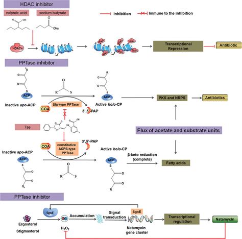 Enzymes And Enzyme Inhibitors Can Act As Elicitors To Activate Or