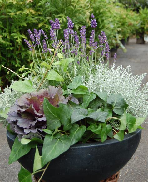 Lavendel pyntekål eføy santolina og helichrysum OBP