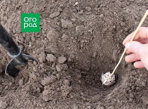 Способы посадки озимого чеснока / Домоседы