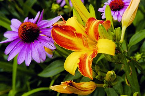 Dividing Perennials For Tons of Free Plants! - The Country Barn