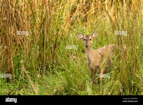 Indian Hog Deer Or Axis Porcinus Closeup With Eye Contact In Natural