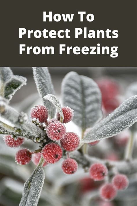 How To Protect Plants From Freezing - Garden Beds
